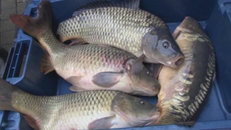 1067 извънредни проверки на пазара и 9 акта по Никилуден