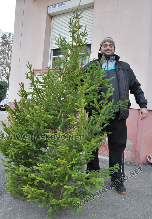 Пуснаха истинските елхи в Хасково, цената между 10 и 15 лева