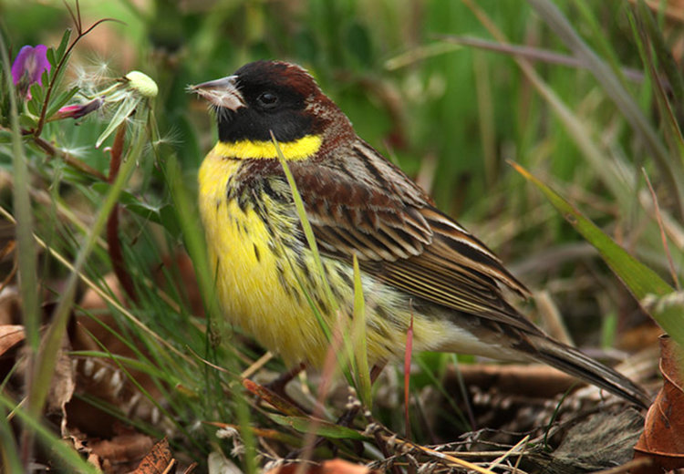  Жълтогуша овесарка 