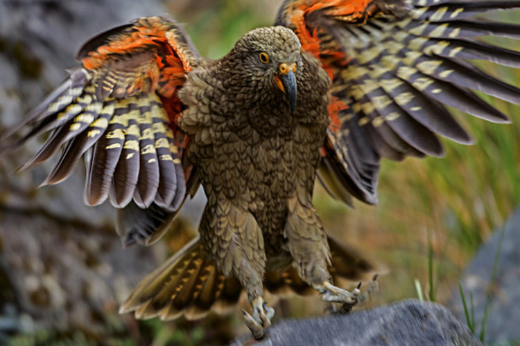 Папагал Кеа 