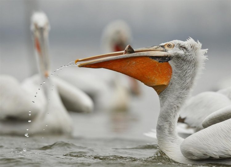 къдроглав пеликан
