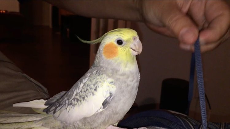 Папагалът е разстроен, имитира iPhone (видео)