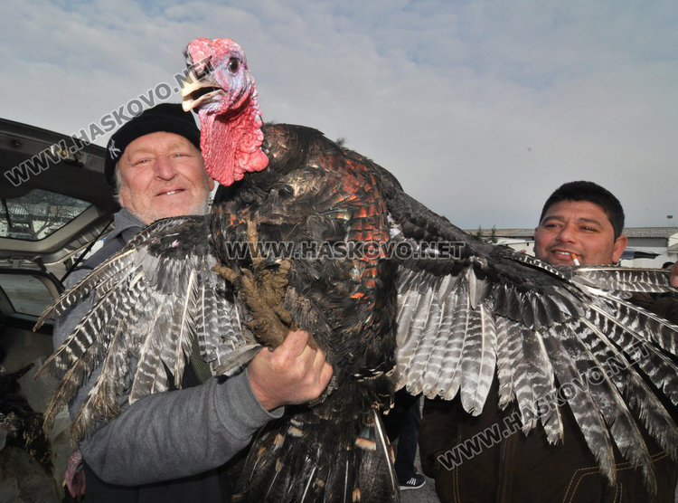 Хасковлии се втурнаха да купуват пуйки и прасенца за Коледа