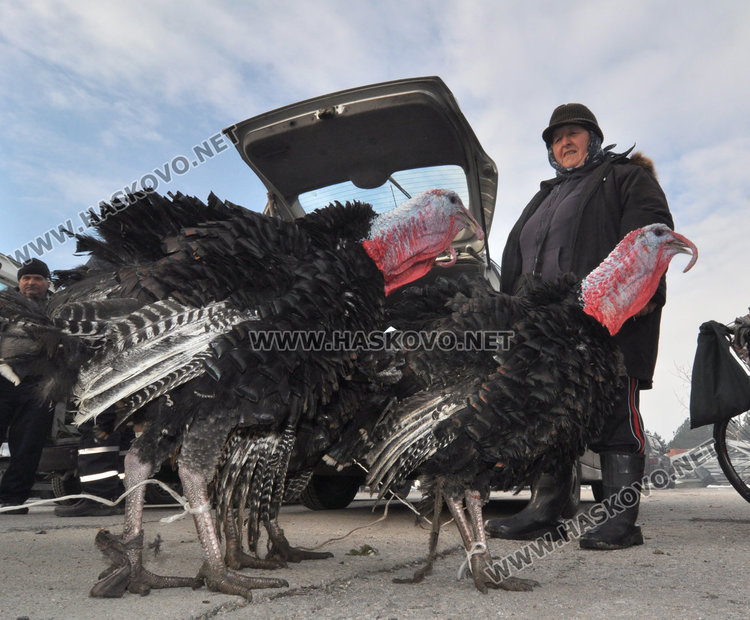Хасковлии се втурнаха да купуват пуйки и прасенца за Коледа