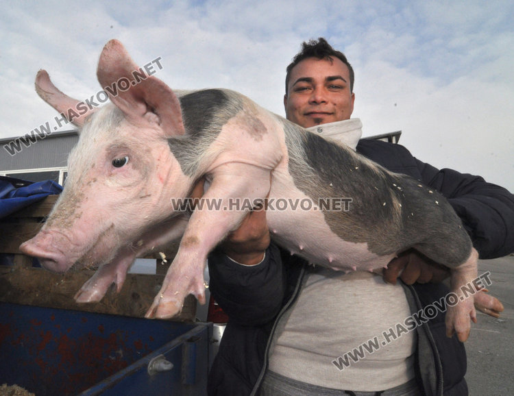 Търговецът Стамо