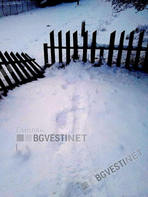 Мецаната направо минала през оградата и продължила към гората