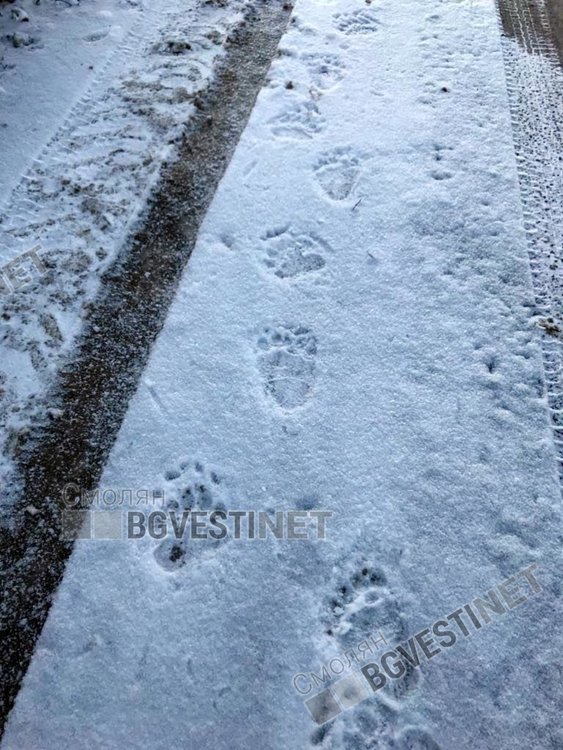 „На разходка с мечка“, кметът на Стойките проследи звяра през село и засне следите