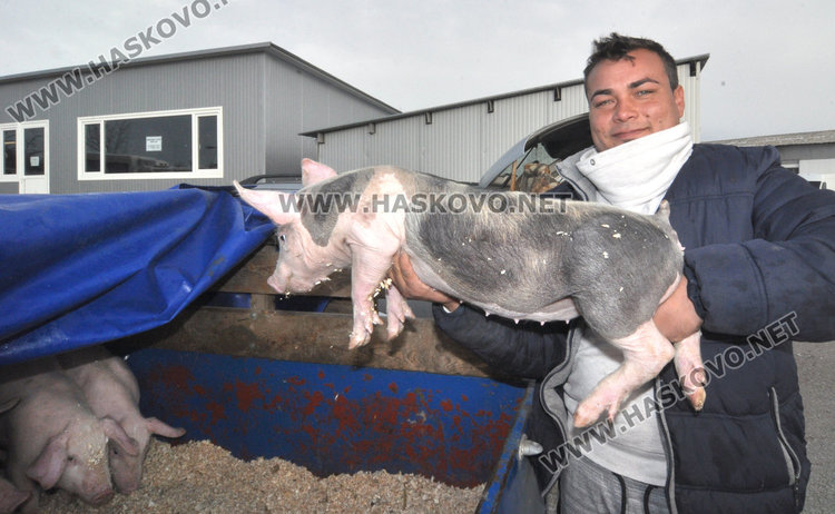 Хасковлии се втурнаха да купуват пуйки и прасенца за Коледа