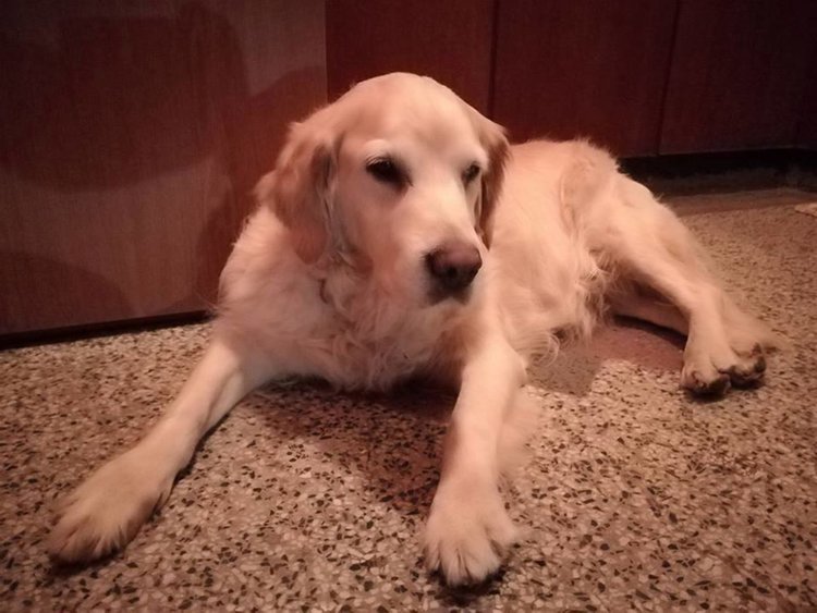 Намерен на Бачковския път ретривър си търси стопаните