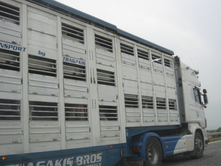 27 тира с бедстващи животни блокирани на турската граница