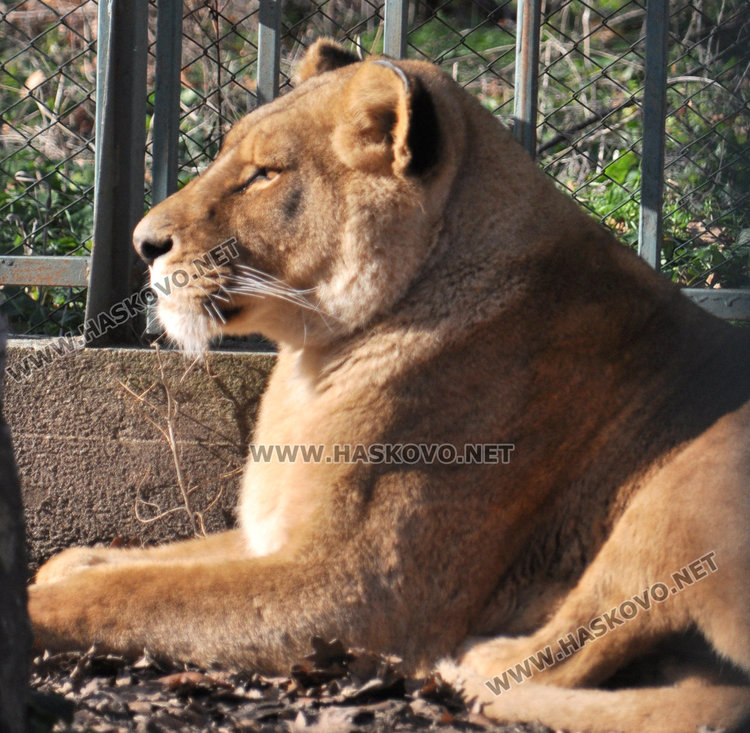 Местят тигъра Хебър в бърлогата на мечките