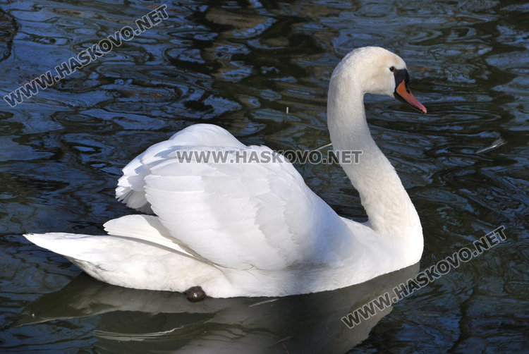 Местят тигъра Хебър в бърлогата на мечките