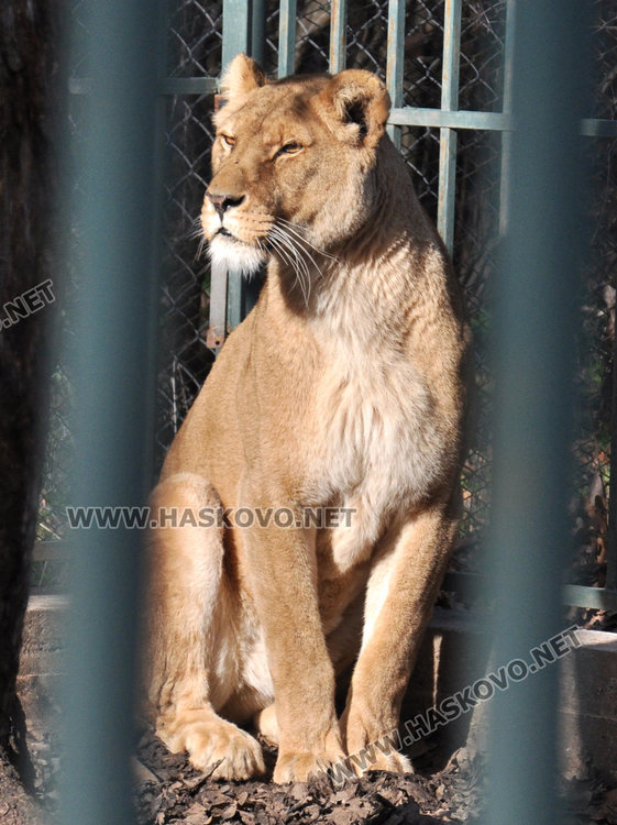 Местят тигъра Хебър в бърлогата на мечките