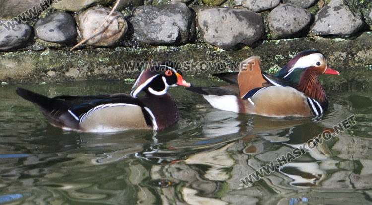 Местят тигъра Хебър в бърлогата на мечките