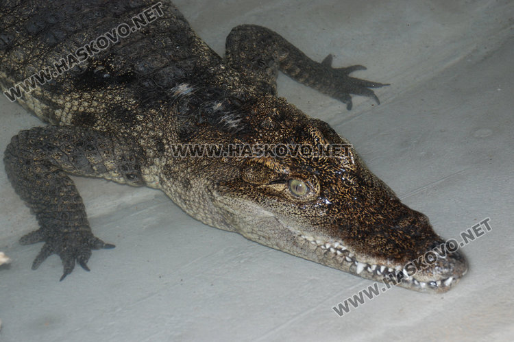 Местят тигъра Хебър в бърлогата на мечките