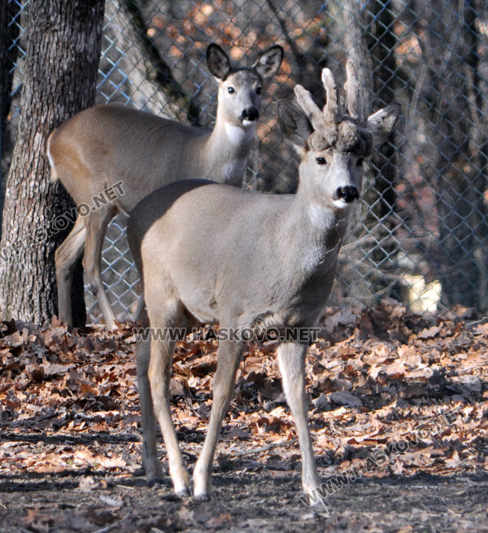 Местят тигъра Хебър в бърлогата на мечките
