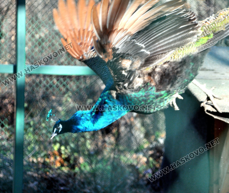 Местят тигъра Хебър в бърлогата на мечките