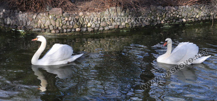 Местят тигъра Хебър в бърлогата на мечките