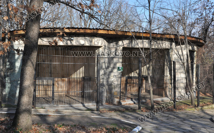 Местят тигъра Хебър в бърлогата на мечките