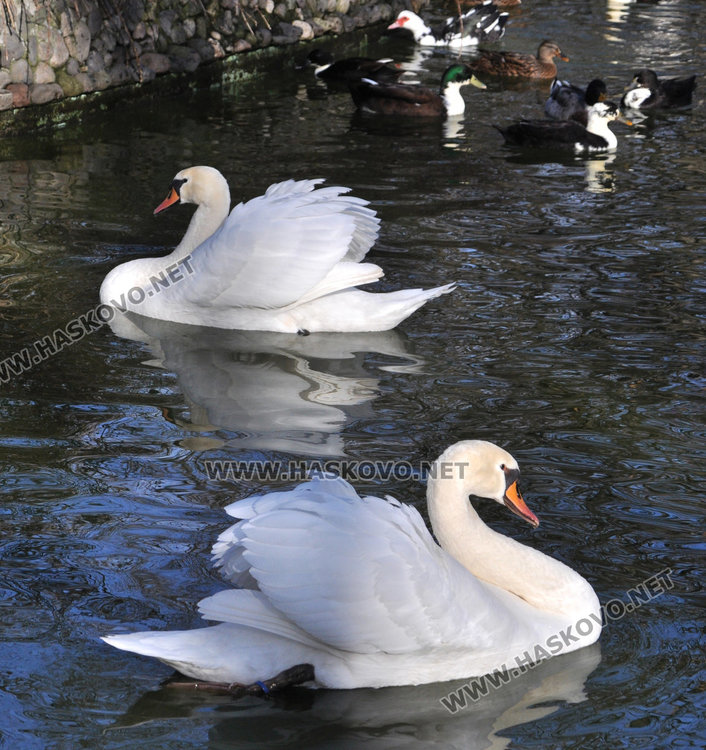 Местят тигъра Хебър в бърлогата на мечките