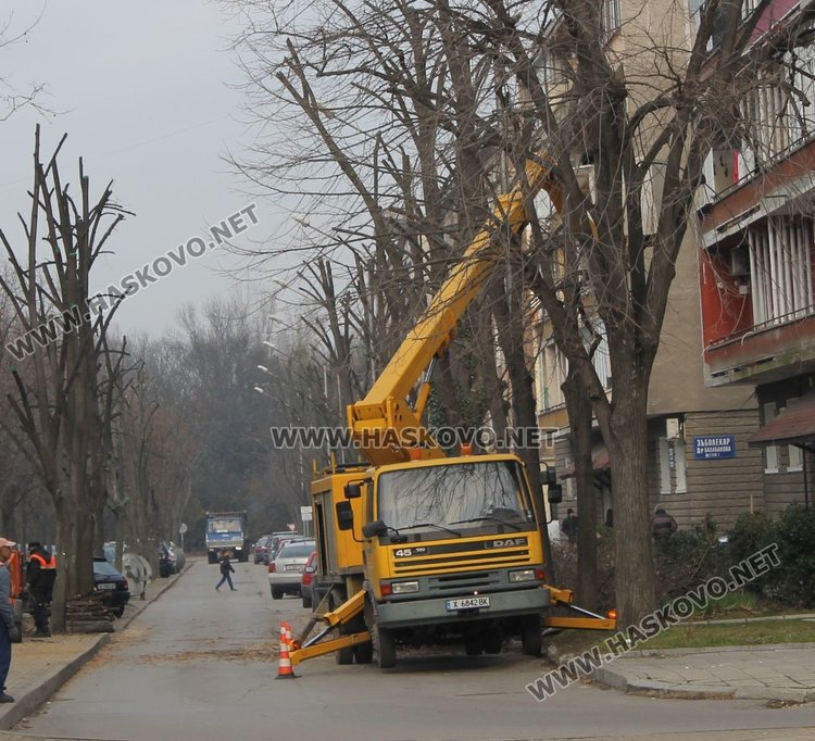 Оформяне на короните на дърветата по улица "Цар Симеон" в Димитровград предприеха от Общината