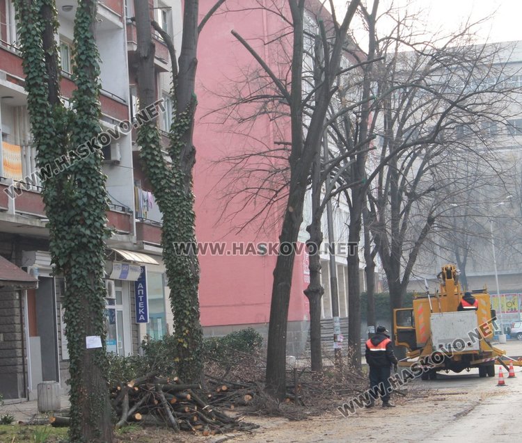 Оформят короните на дърветата по ул."Цар Симеон"