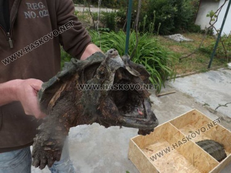 снимки: Център за размножаване и рехабилитация на сухоземни костенурки - с. Баня 