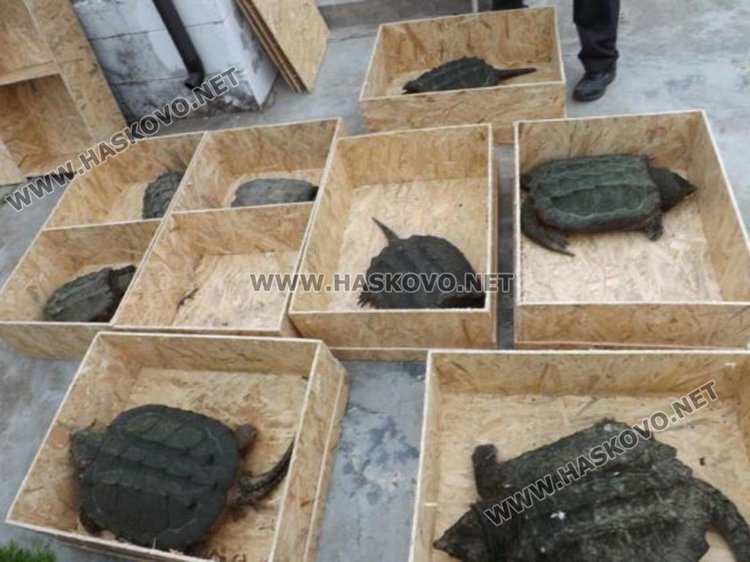 Транспортна фирма от Хасково с 6 бона глоба за трафик на екзотични костенурки