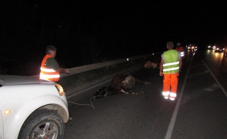 Поредната крава стана курбан на забързан шофьор