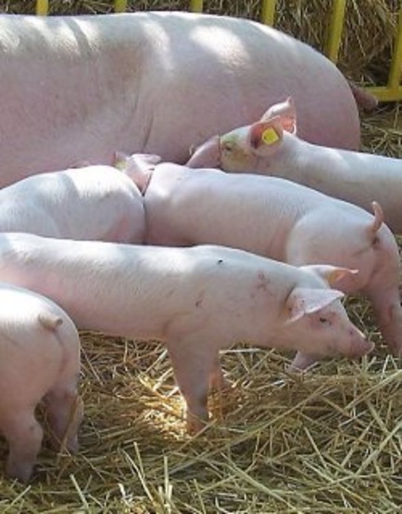 Африканският свински грип обхвана и част от ЕС