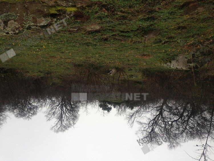 Поляни с минзухари в Родопите, подканят зимата да си ходи