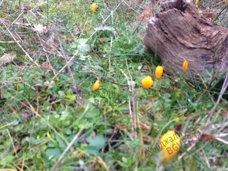 Поляни с минзухари в Родопите, подканят зимата да си ходи