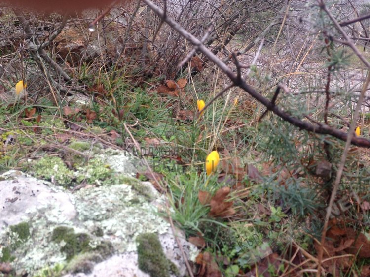 Поляни с минзухари в Родопите, подканят зимата да си ходи