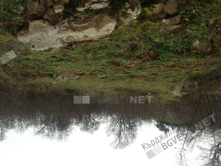 Поляни с минзухари в Родопите, подканят зимата да си ходи