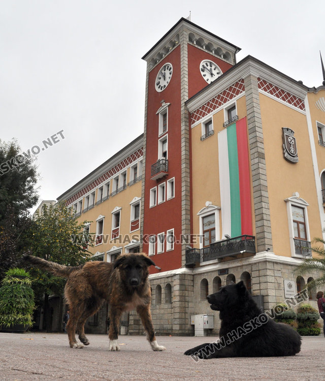 Пуска ли кепенците Хасково?