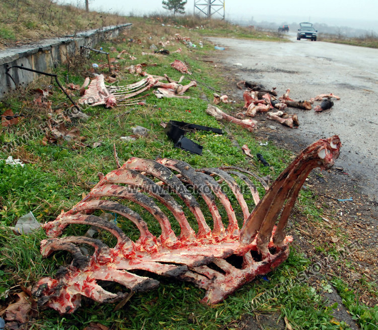 "Ходжова чешма" осеяна с животински кости