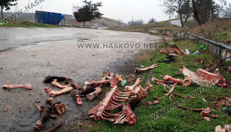 "Ходжова чешма" осеяна с животински кости