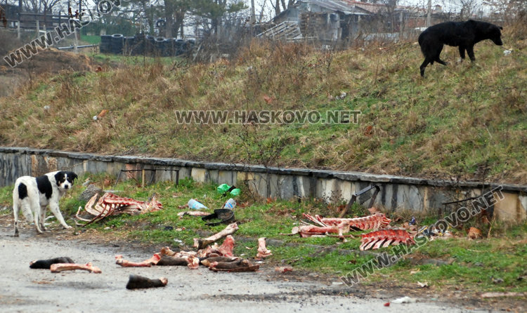 "Ходжова чешма" осеяна с животински кости