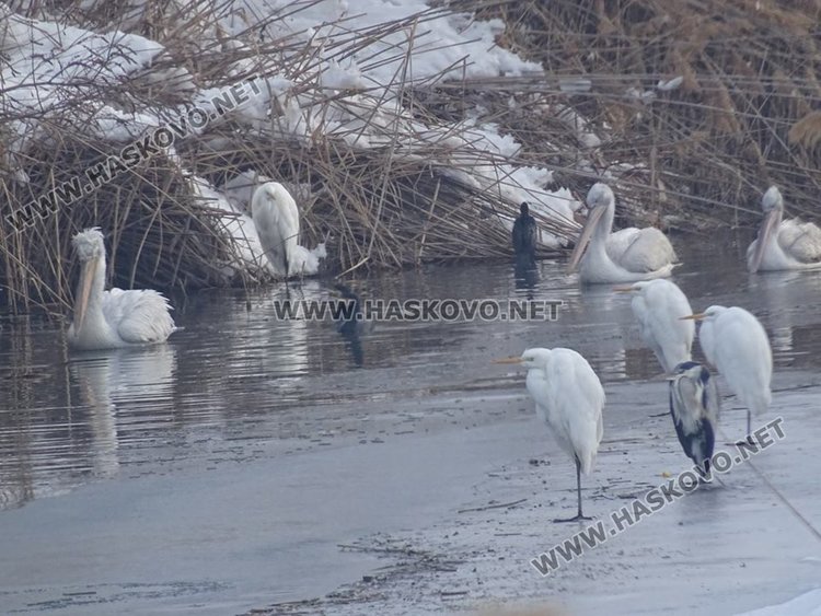 СН СТ. Стойчев, личен архив