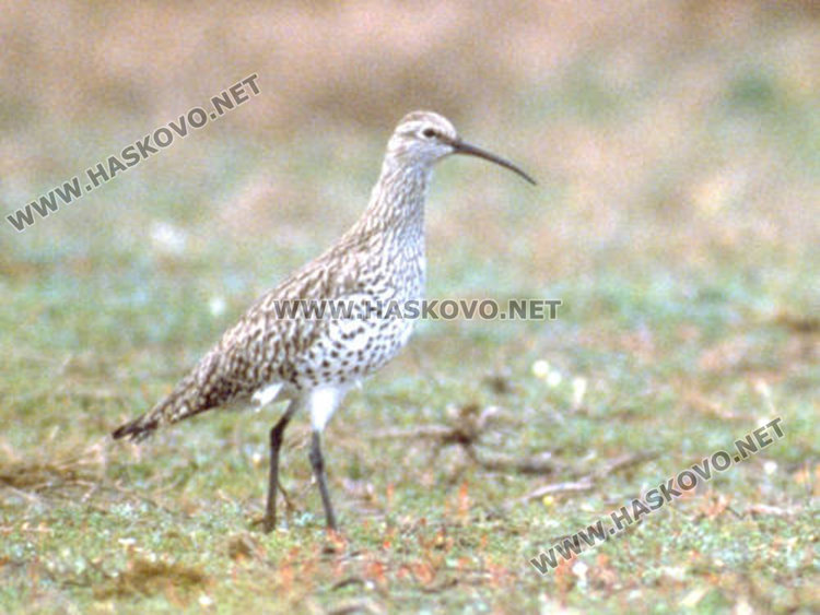 тънкоклюния свирец