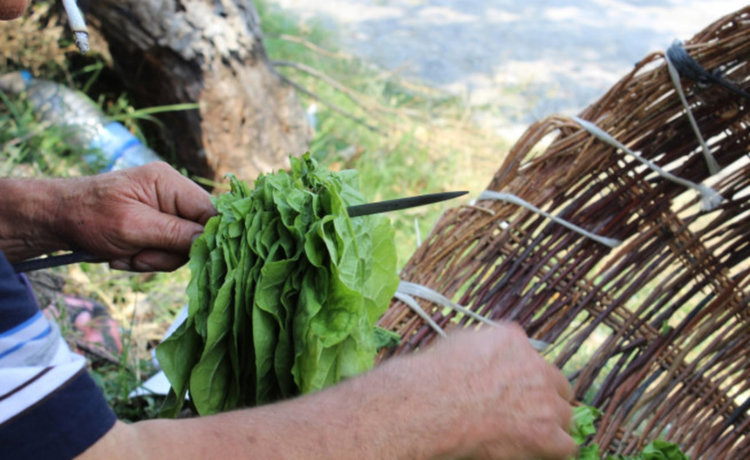 Залезът на тютюна в Източните Родопи