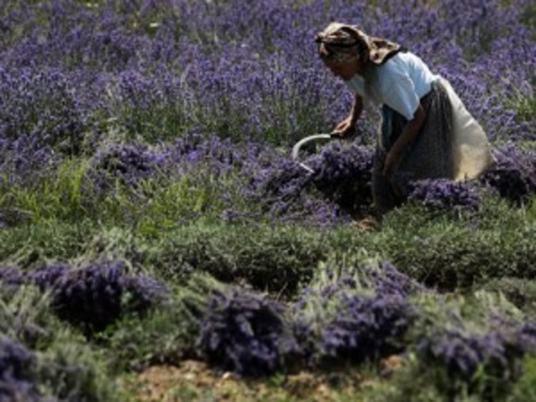 В Ардинско заменят картофите с лавандула