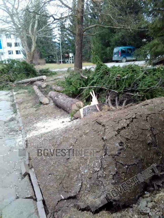 Вятърът троши дървета като солети, екипите не смогват да разчистват