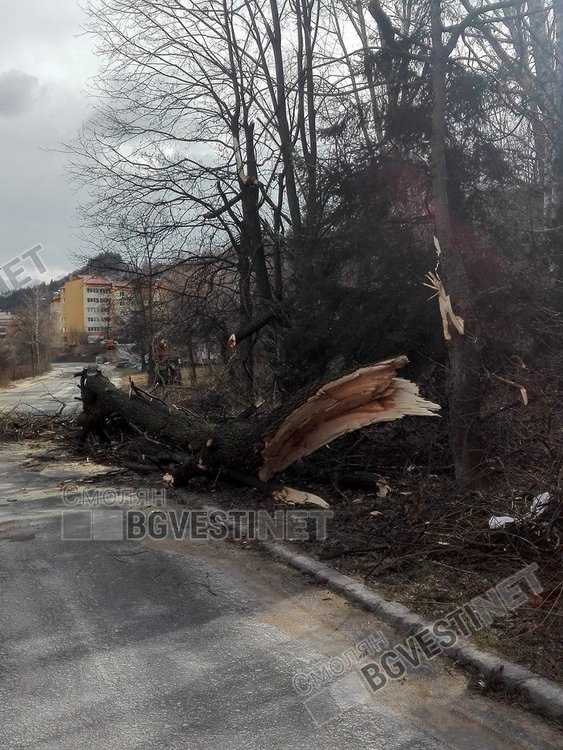 Паднали, прекършени и изкоренени дървета затрудняват движението, има затворени улици и пътища в община Смолян