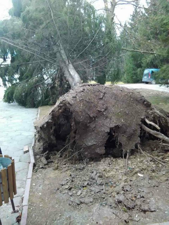 Ураганен вятър изкоренява дърветата