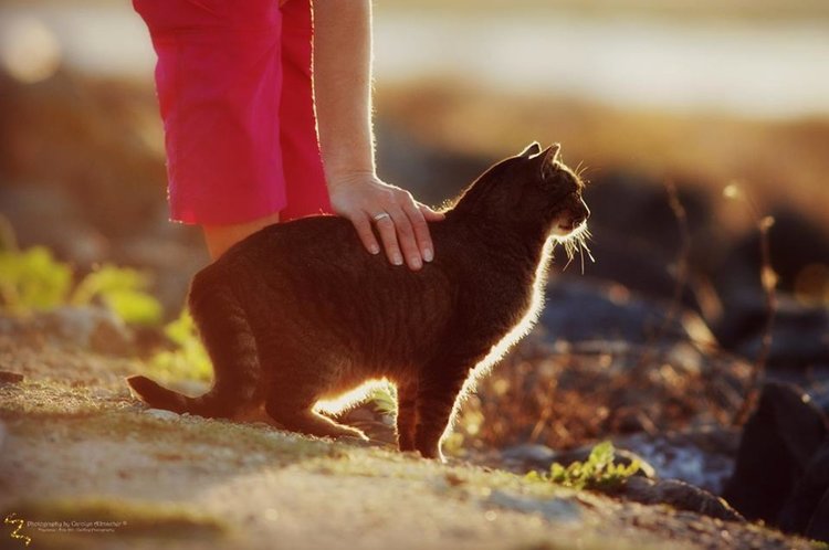 Котарак получи наследство 30 хил. евро