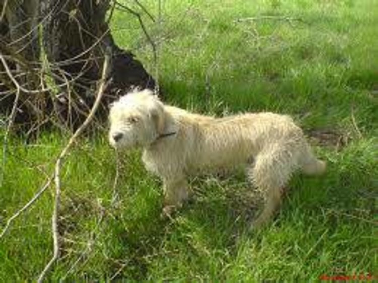 Издирват две ловни кучета