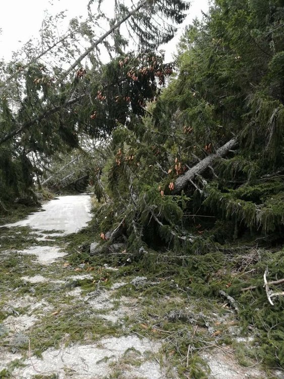 Паднали дървета от бурята затвориха пътя за село Турян вчера