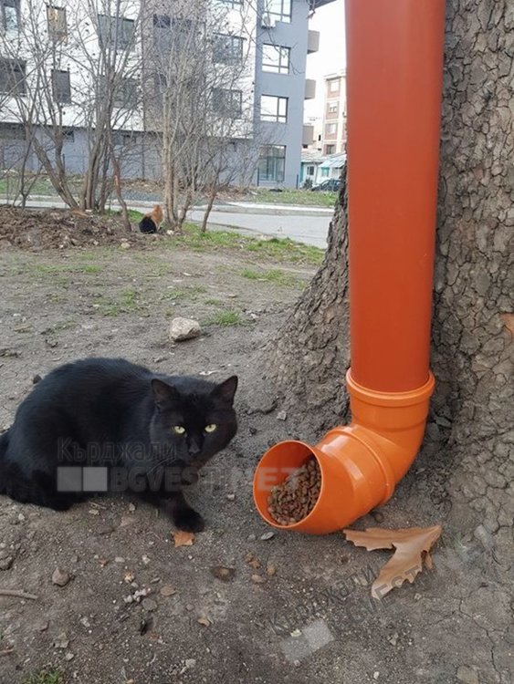 Кърджалиец постави първата „автоматизирана” хранилка за бездомни животни в града