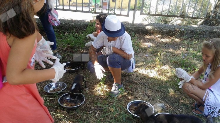 Гонят ви кучето, ако съседите желаят, общината ви го връща задължително по чипа, с който е маркирано